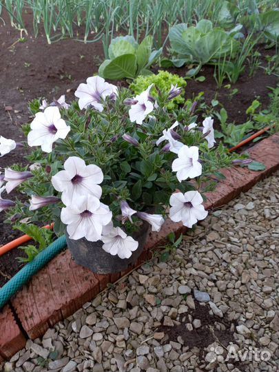 Рассада петунии