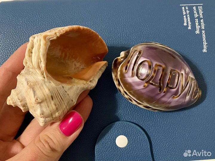 Морские ракушки