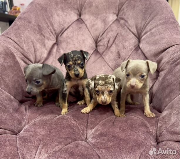 Тойчики на любой вкус