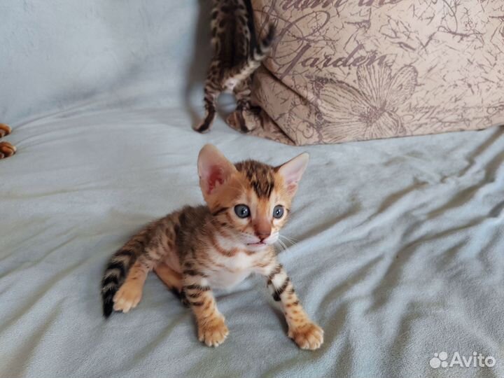 Бенгальские котята