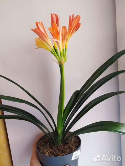 Кливия цветущая