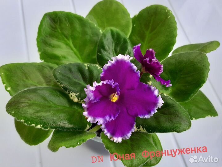 Фиалка детки