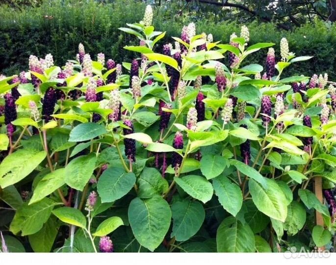 Лаконос американский