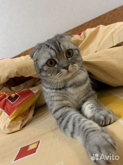 Кошка с когтеточкой