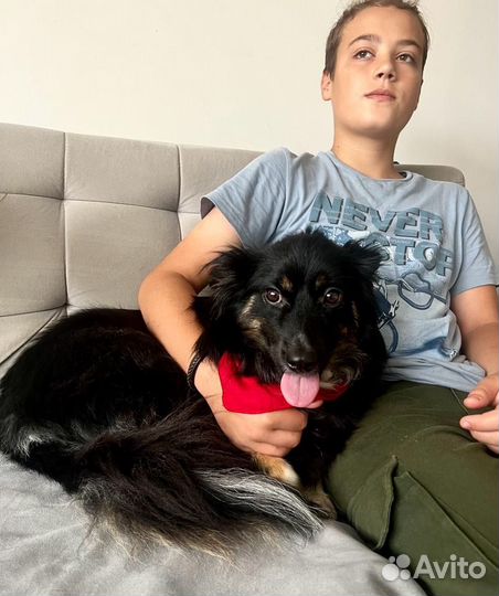 Красивая собака