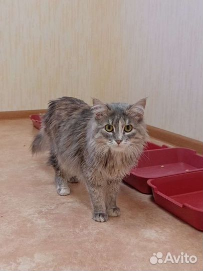 Очень красивая кошка