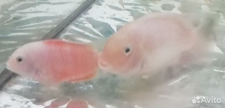 Аквариумные рыбки