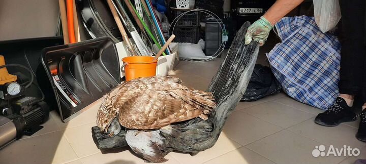 Чучело ястреба