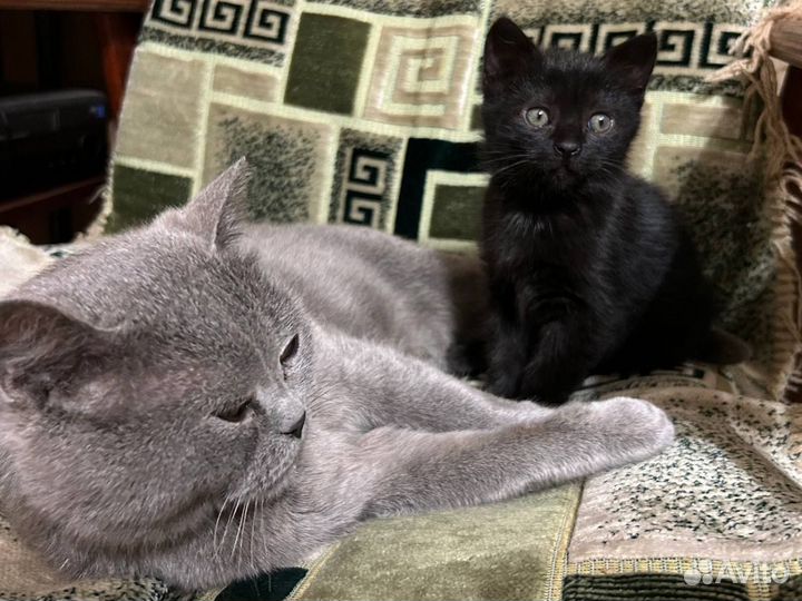 Отдам в хорошие руки