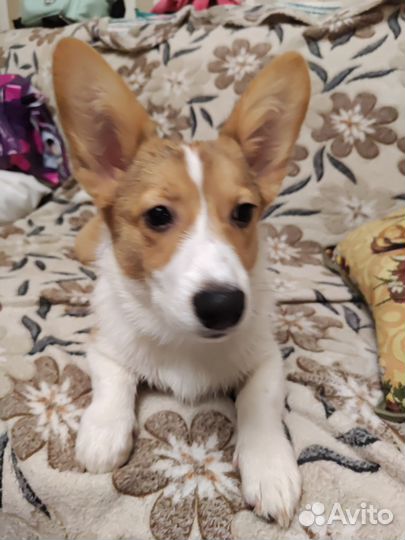 Вельш-корги пемброк мальчик