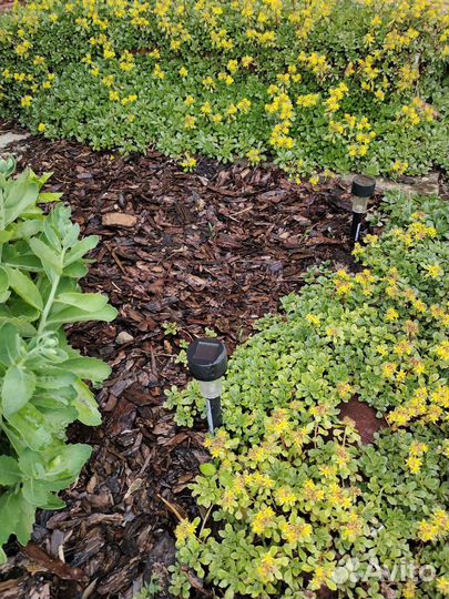 Очиток почвопокровный