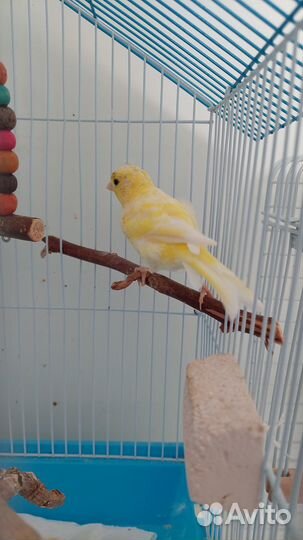Кенара и канарейки
