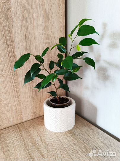 Фикус бенджамина