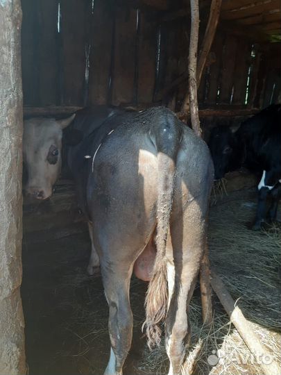 Телка, и быки