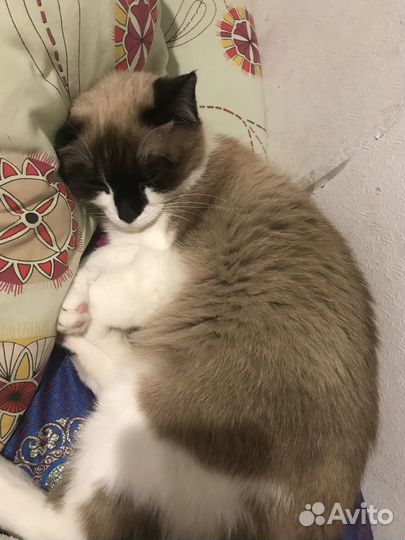 Отдам самого милого кота в добрые руки