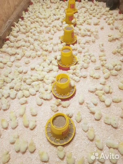 Цыплята бройлеры подрощенные