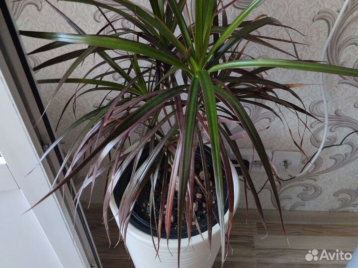 Цветы в напольных горшках