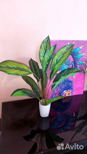 Диффенбахия искусственная