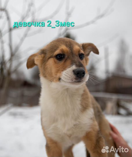 Щенки в добрые руки