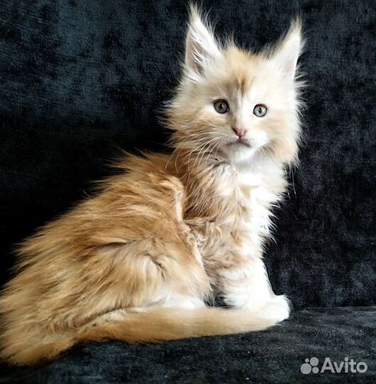 Мейн-кун котята