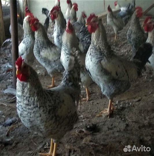 Яйцо инкубац куры Борковская Борвистая