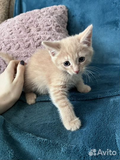 Котенок в добрые руки