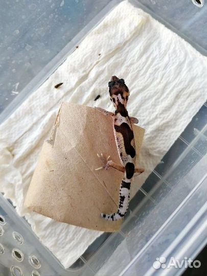 Эублефар самец Мак ба гет эклипс