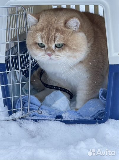 Британская золотая шиншилла