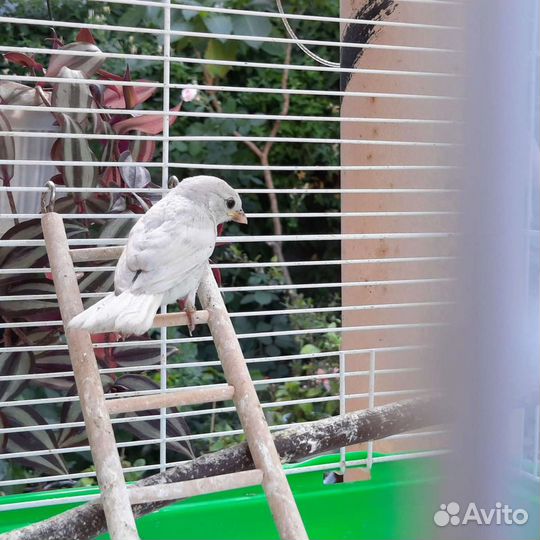 Воробей альбинос