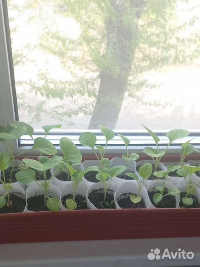 Рассада помидор, перцев, огурцов, баклажан
