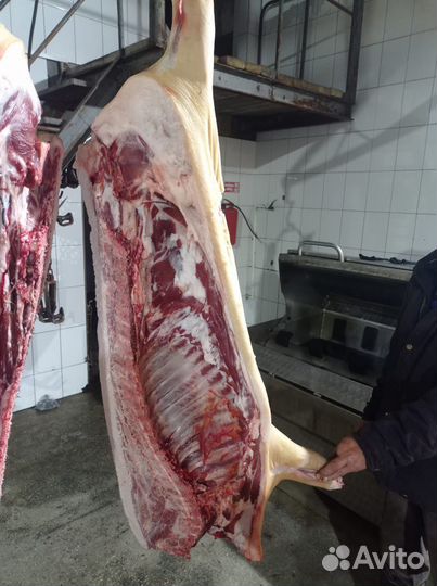 Домашнее Мясо Свинины породы Венгерская Мангалица