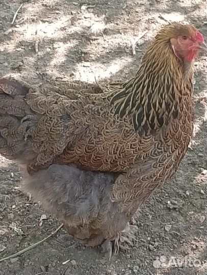 Суточные цыплята Брама