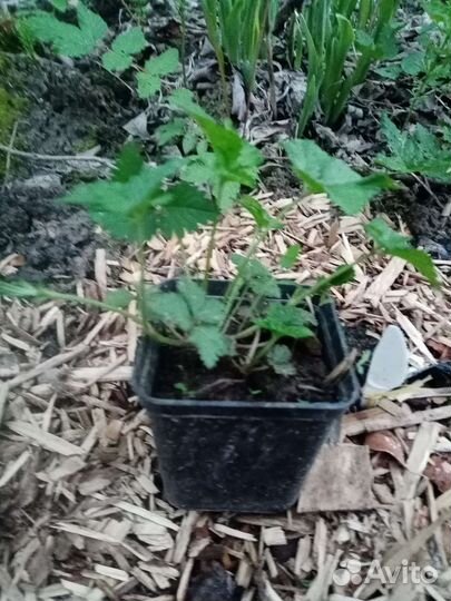 Редкие растения для сада