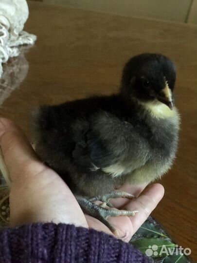 Цыплята орпингтон черный