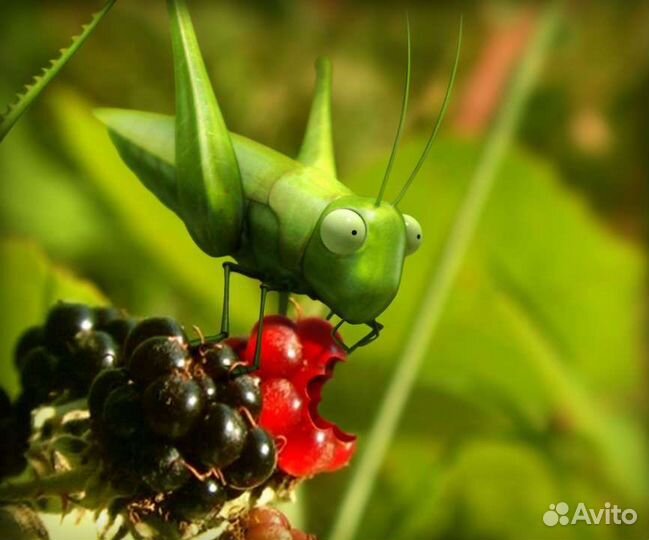 Сверчки живые