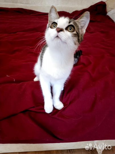 Ёлка - котенок 2.5 мес