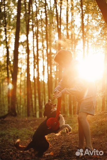 Передержка домашних животных, дрессировка