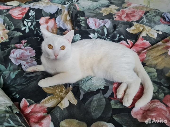 Кот бесплатно