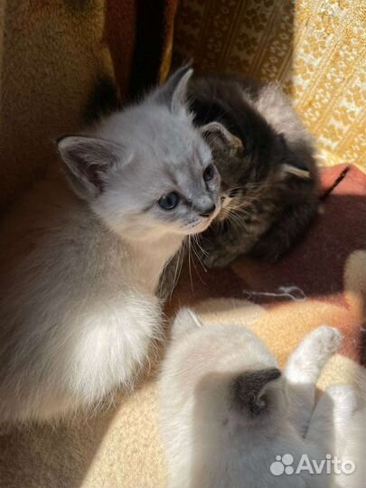 Беленький мальчик в добрые руки