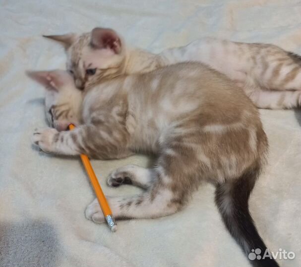 Бенгальские котята с документами