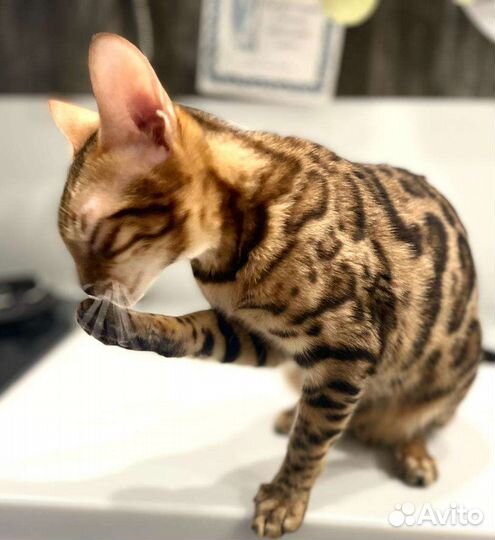 Бенгальские котята девочки Леопард