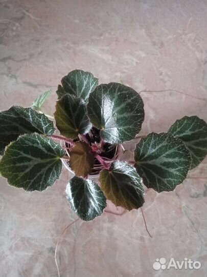 Камнеломка