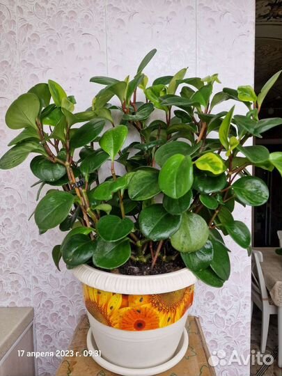 Пеперомия (черенки)