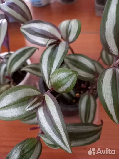 Традесканции Квадриколор,Зебрина,Нанук,Альбовитата