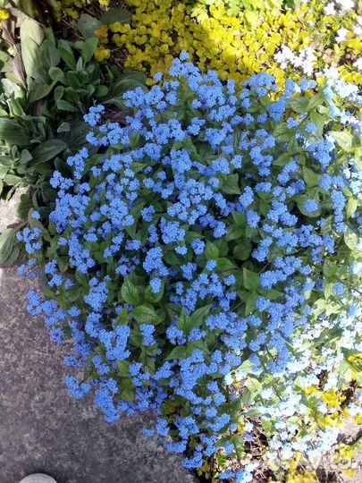 Ирис сортовой/Бруннера