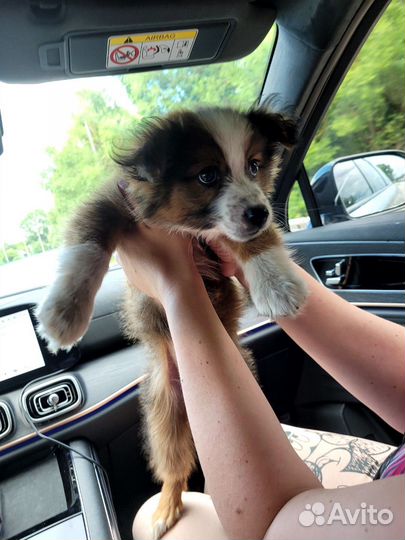 Собака в добрые руки мелкий щенок