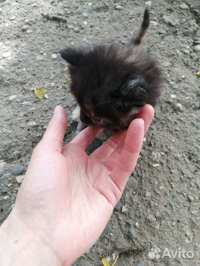 Котята