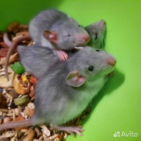 Крысята, крыса Дамбо. Проф. питомник. Клетки, корм