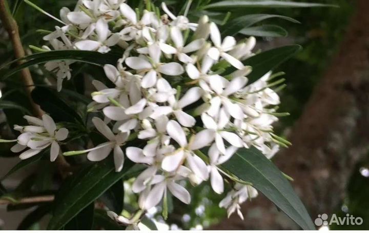 Комнатная экзотика