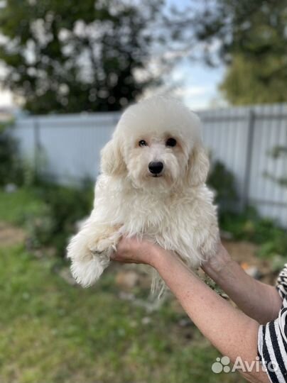 Мальтипу f1 ф1